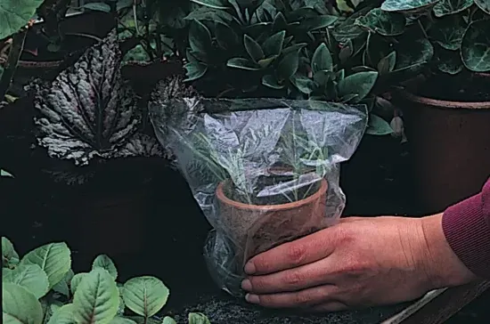 Ziplock Bag Maintain Humidity When Growing Cuttings