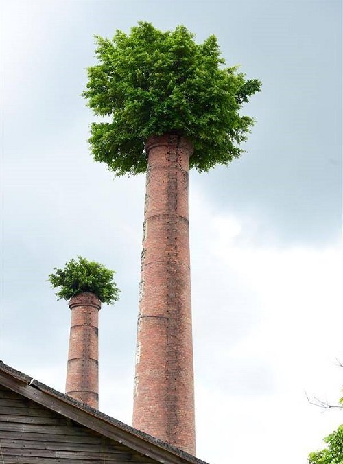 Plants That Grew in Amusing Places 9