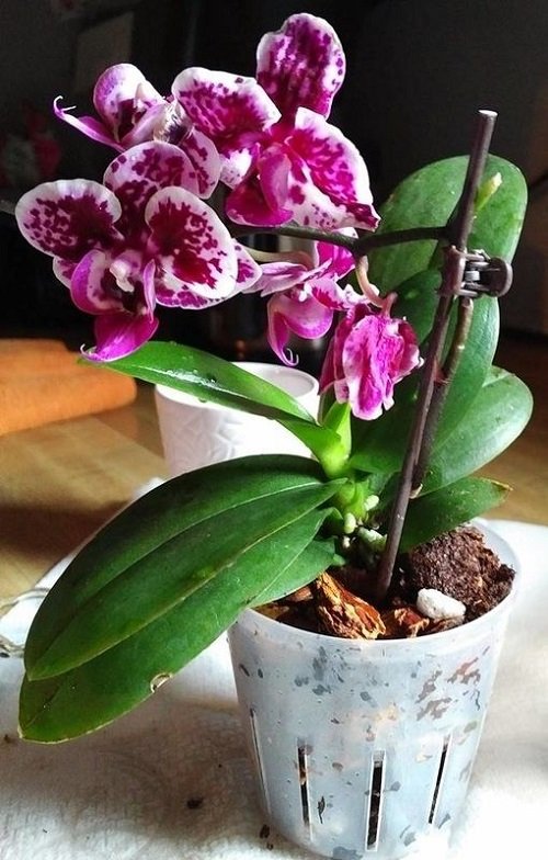 Purple Orchid Varieties 9