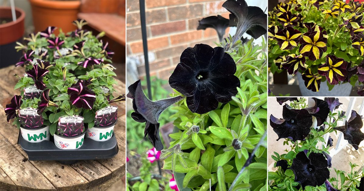 9 Best Black Petunia Varieties | Balcony Garden Web