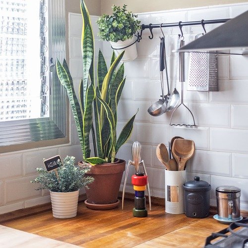 Best Places to Keep a Snake Plant in the House 9