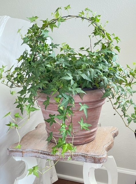 DIY Indoor Plant Wreath 9