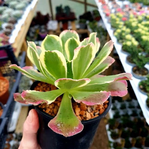 lovely Succulent with Pink Edges 3