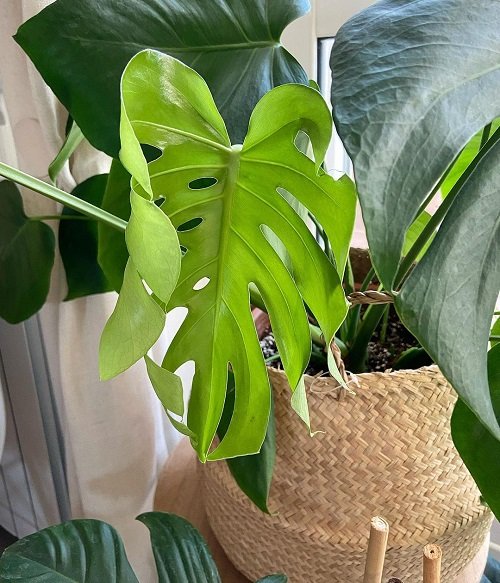 When and Why Do Monstera Leaves Split