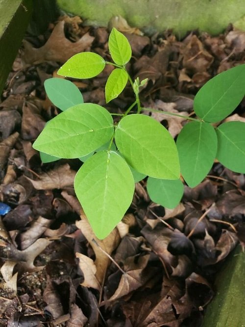 Poison Ivy Look Alike Plants with Three Leaves 5