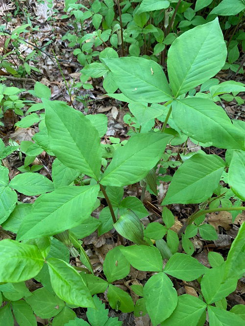 Jack-in-the-Pulpit Poison Ivy Look Alike Plants with Three Leaves 7