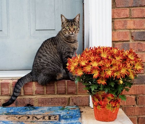 Flowers that Are Safe for Cats 1