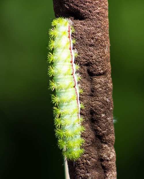 beautiful Big Green Poisonous Caterpillars