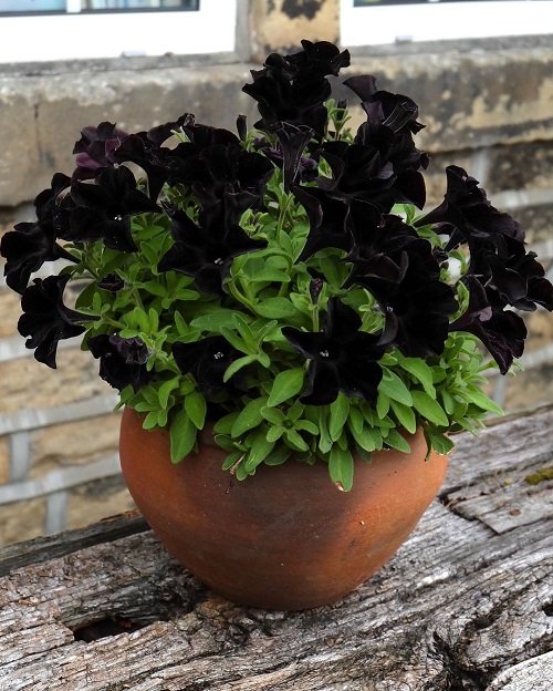 10 Best Black Petunia Varieties | Balcony Garden Web