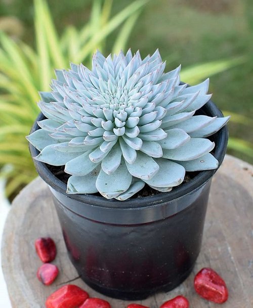 Succulents That Look Like Flowers 15