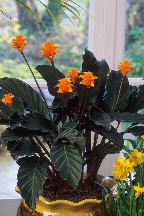 Indoor Plants that Grow Rare Beautiful Flowers 7