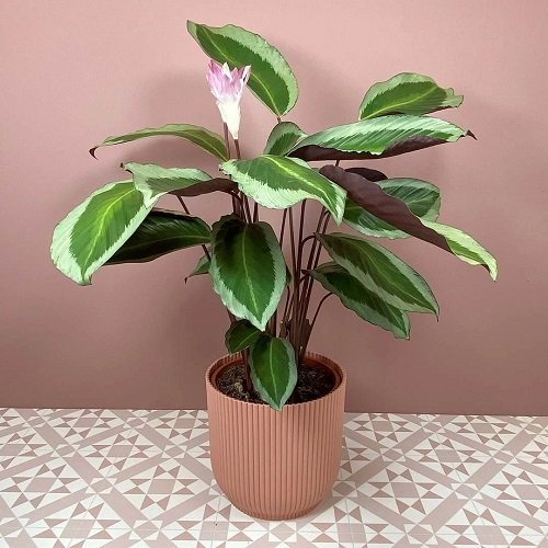 Gekko Pink Plant