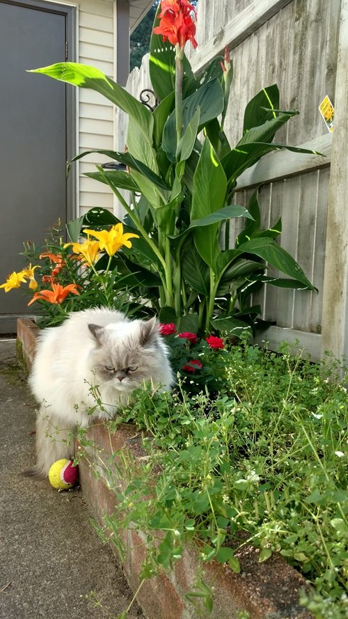 Flowers that Are Safe for Cats11