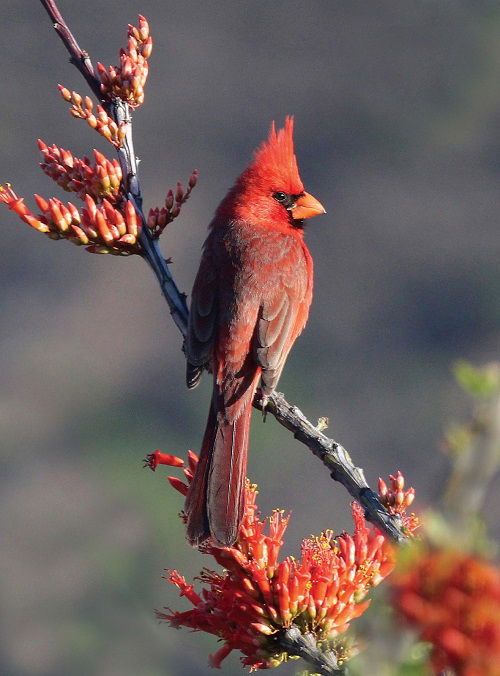 What Does It Mean When You See a Cardinal