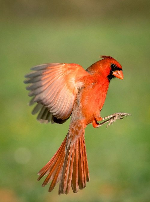 What Does It Mean When You See a Cardinal 2