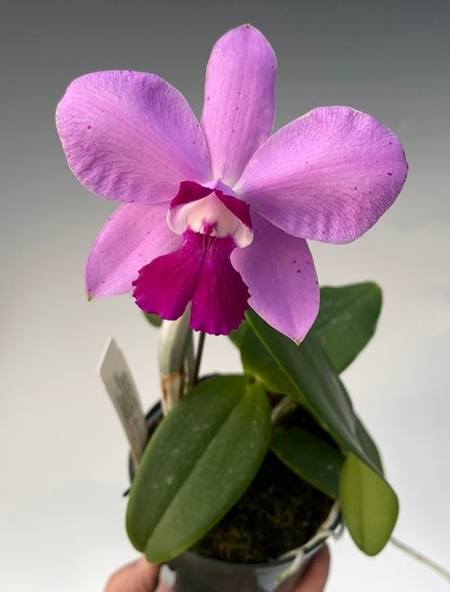 Purple Orchid Varieties 11