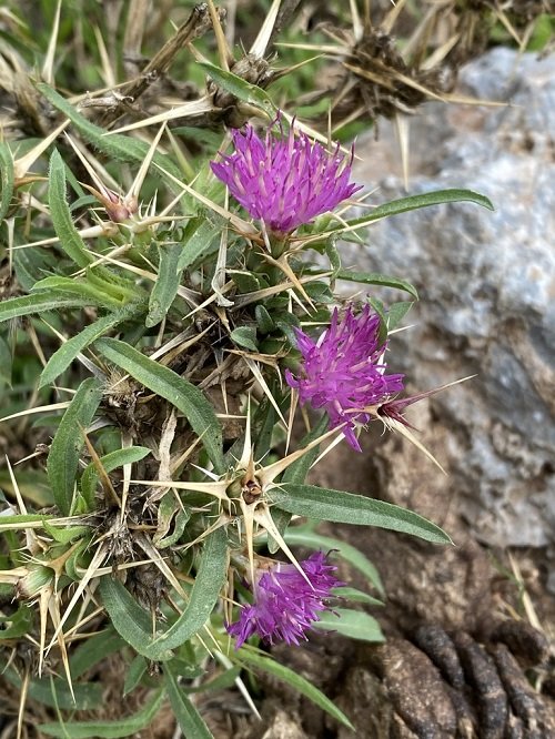 Purple Flower Weeds 9