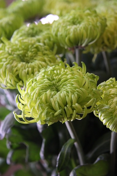 Green Chrysanthemum Varieties 7