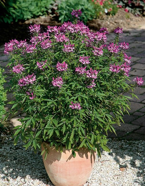 Purple Annual Flowers in pot