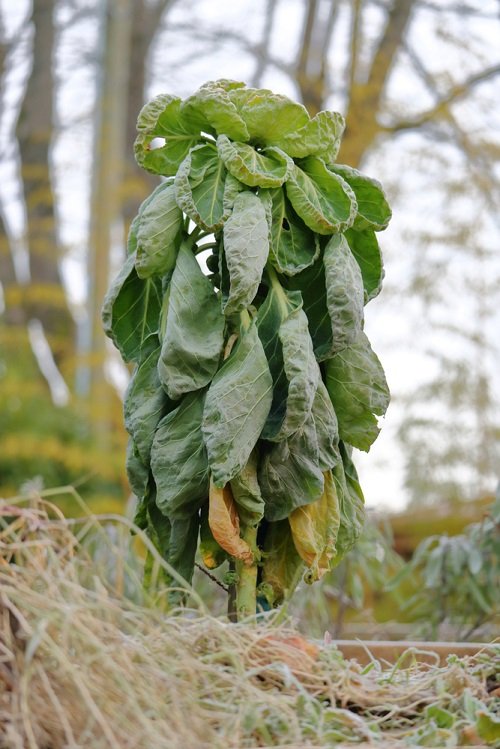 Best Cold Hardy Vegetables that Tolerate Frost and Cold in garden