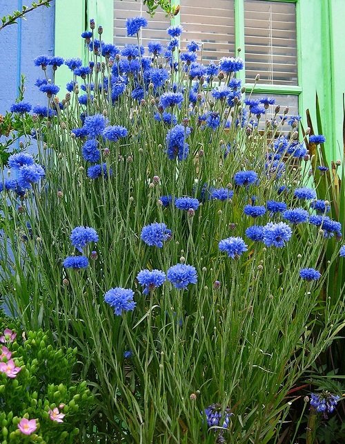 Stunning Royal Blue Flowers