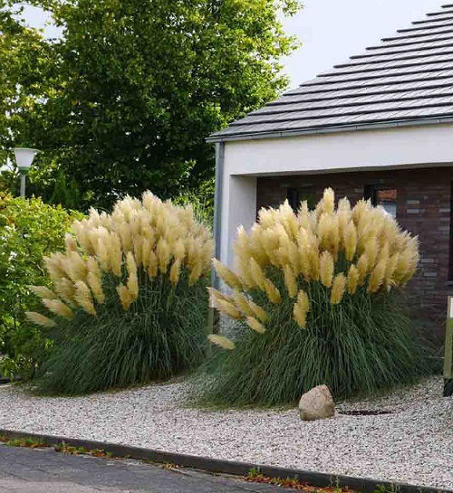 Beautiful Grasses that Flower in garden 