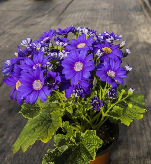Purple Annual Flowers 