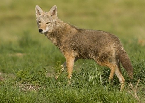 what does it mean when a coyote crosses your path 2