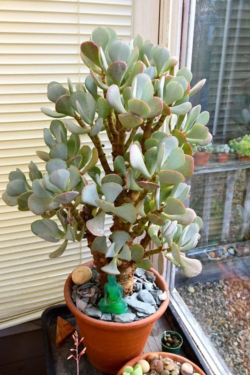 Succulents That Look Like Jade Plant 2