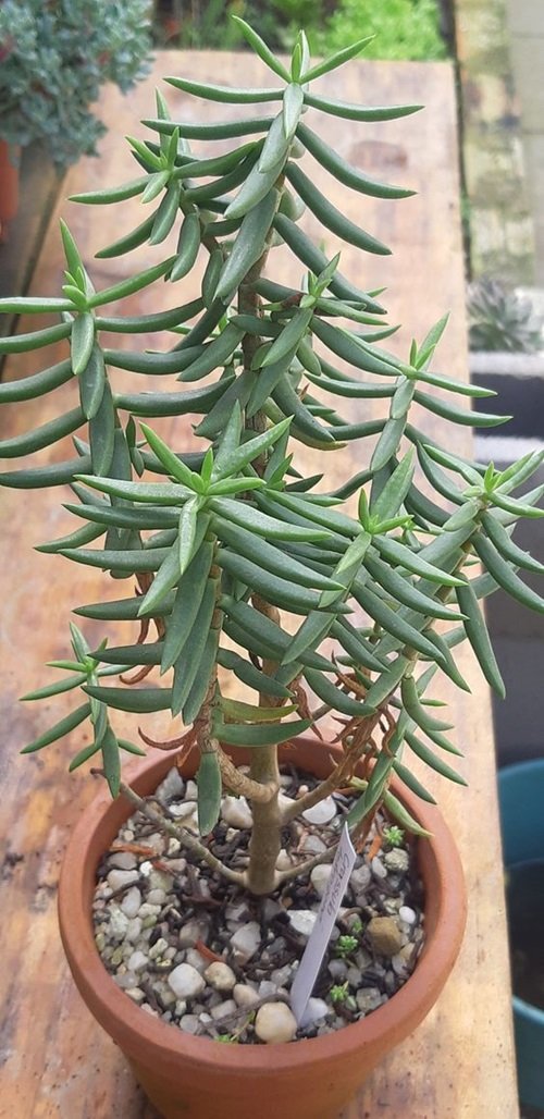 Crassula Tetragona plant In pot