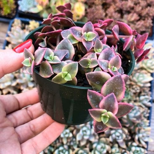 Succulents That Look Like Flowers 5