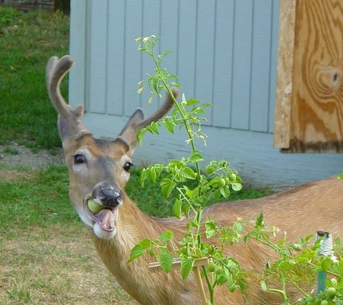 Do Deer Eat Tomato Plants 1