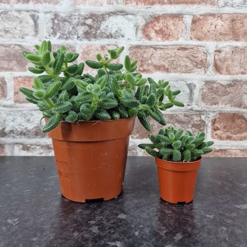 Succulents With a Green Bean Appearance