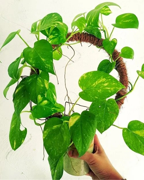 DIY Indoor Plant Wreath 15