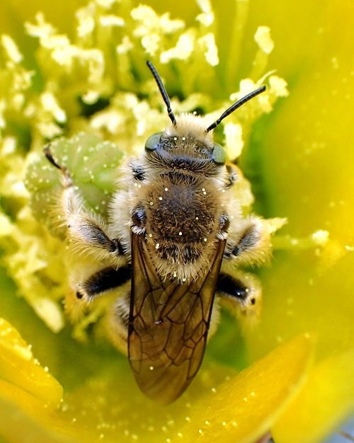 Different Types of Bees 21