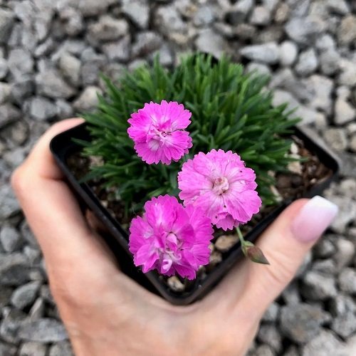 Best Tiny Pink Flowers 11