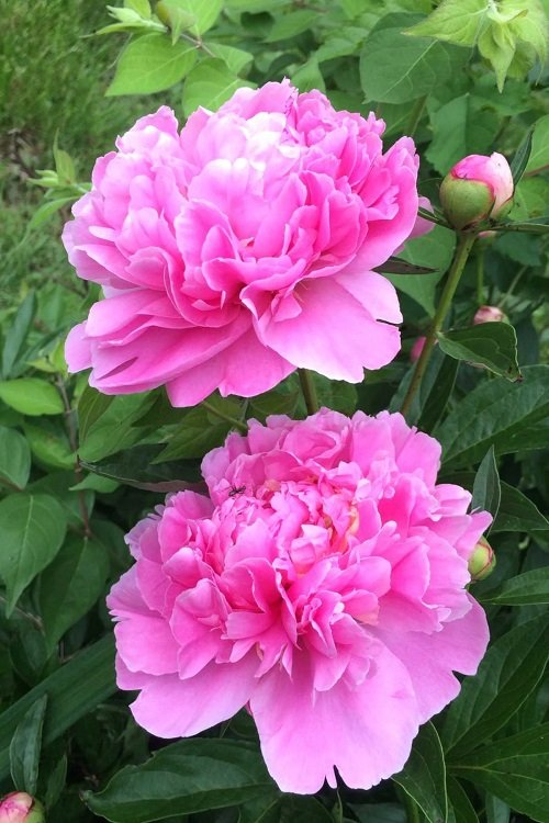  Pink Carnation 3