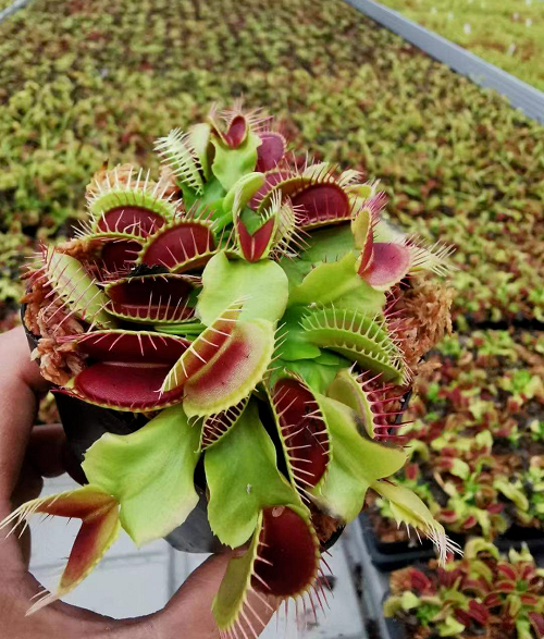 How to Grow a Big Venus Fly Trap Plant 2