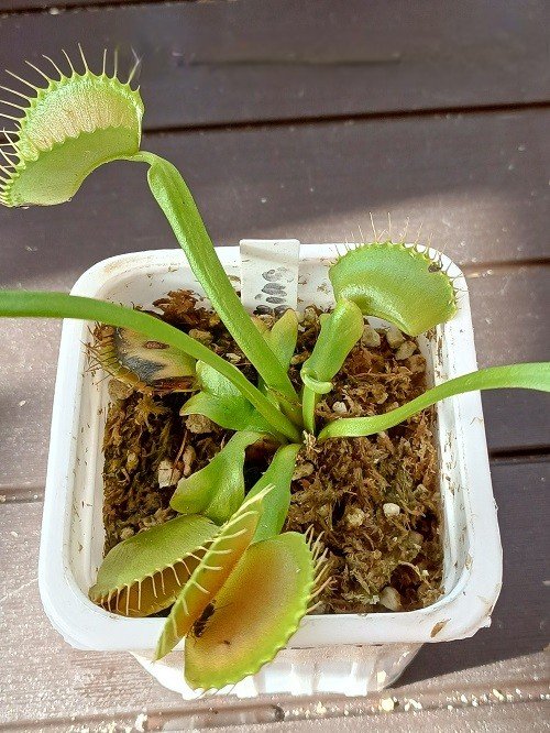 How to Grow a Big Venus Fly Trap Plant 4