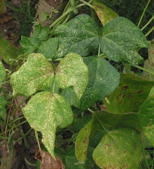 Early Signs of Spider Mites on Plants