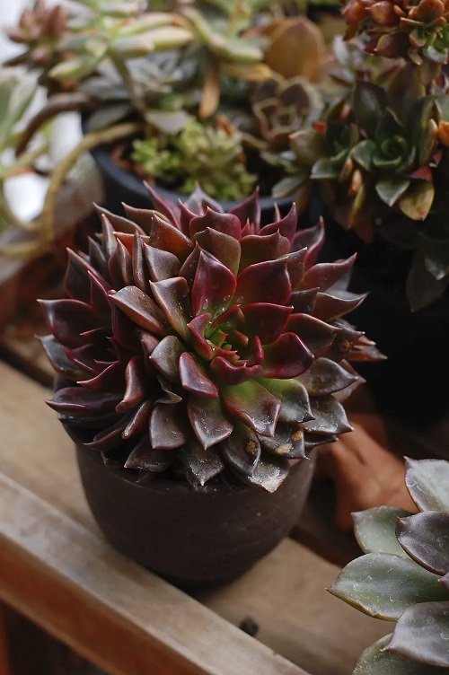Succulents That Look Like Flowers 1