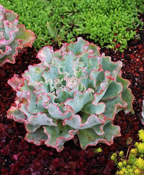 Beautiful Succulents with Pink Edges