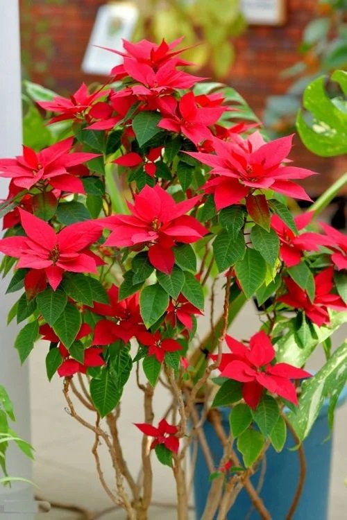 How to Keep Your Poinsettia Plant Red for a Long Time