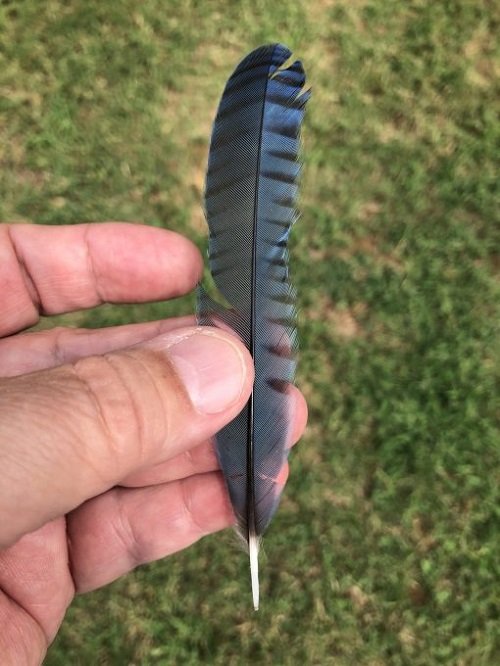 What Does it Mean When You Find a Feather: Common Interpretations