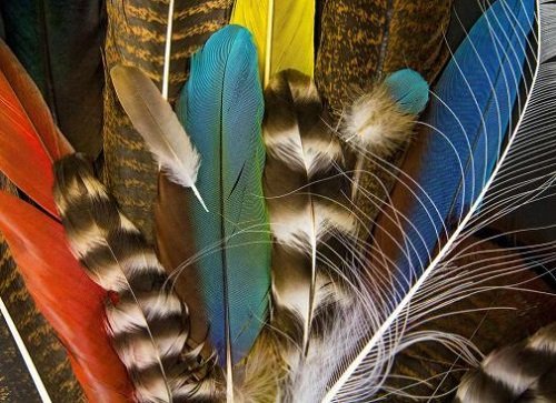 Interpretations Based on the Colors of Feathers