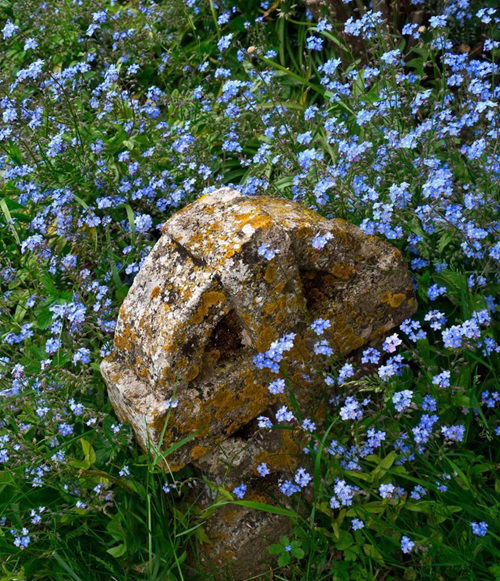 Forget-Me-Not Flowers for Graves