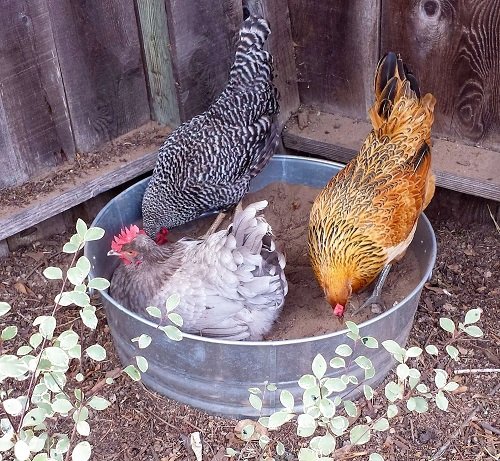 Chicken Dust Bath 3