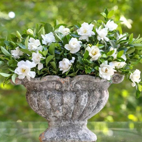 Gardenia Flowers for Graves