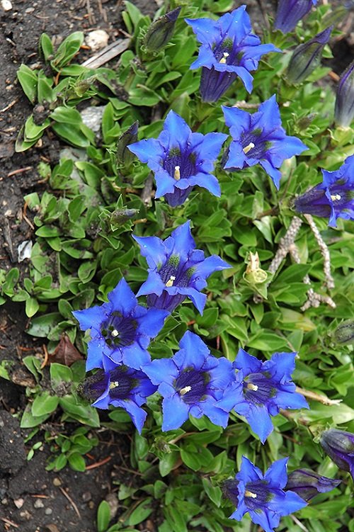 Royal Blue Flowers 11
