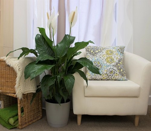 Places to Keep a Peace Lily in the House 11